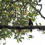 Bornean Bristlehead (image by Dáni Balla)