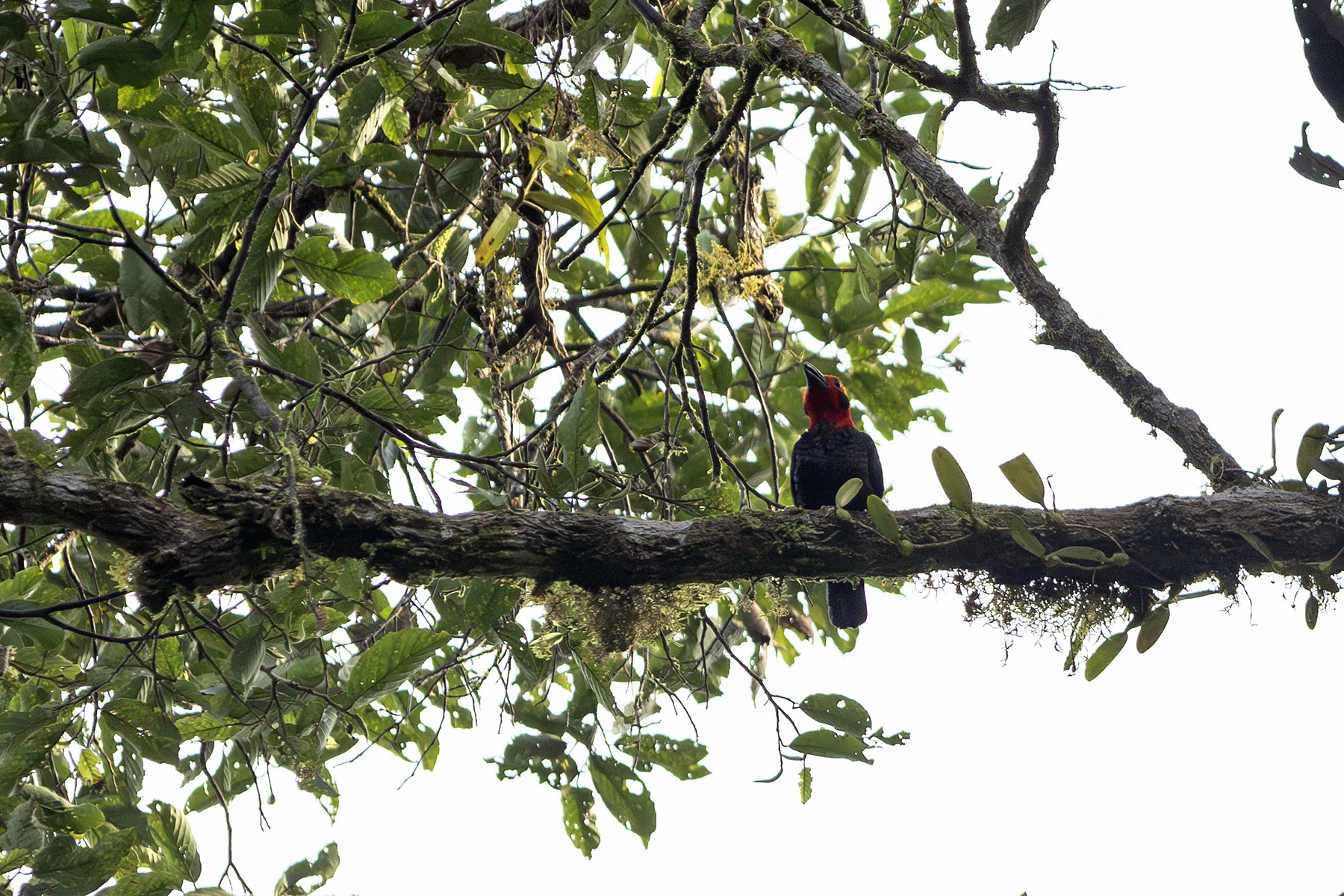 Bornean Bristlehead (image by Dáni Balla)