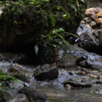 Bornean Forktail (image by Dáni Balla)