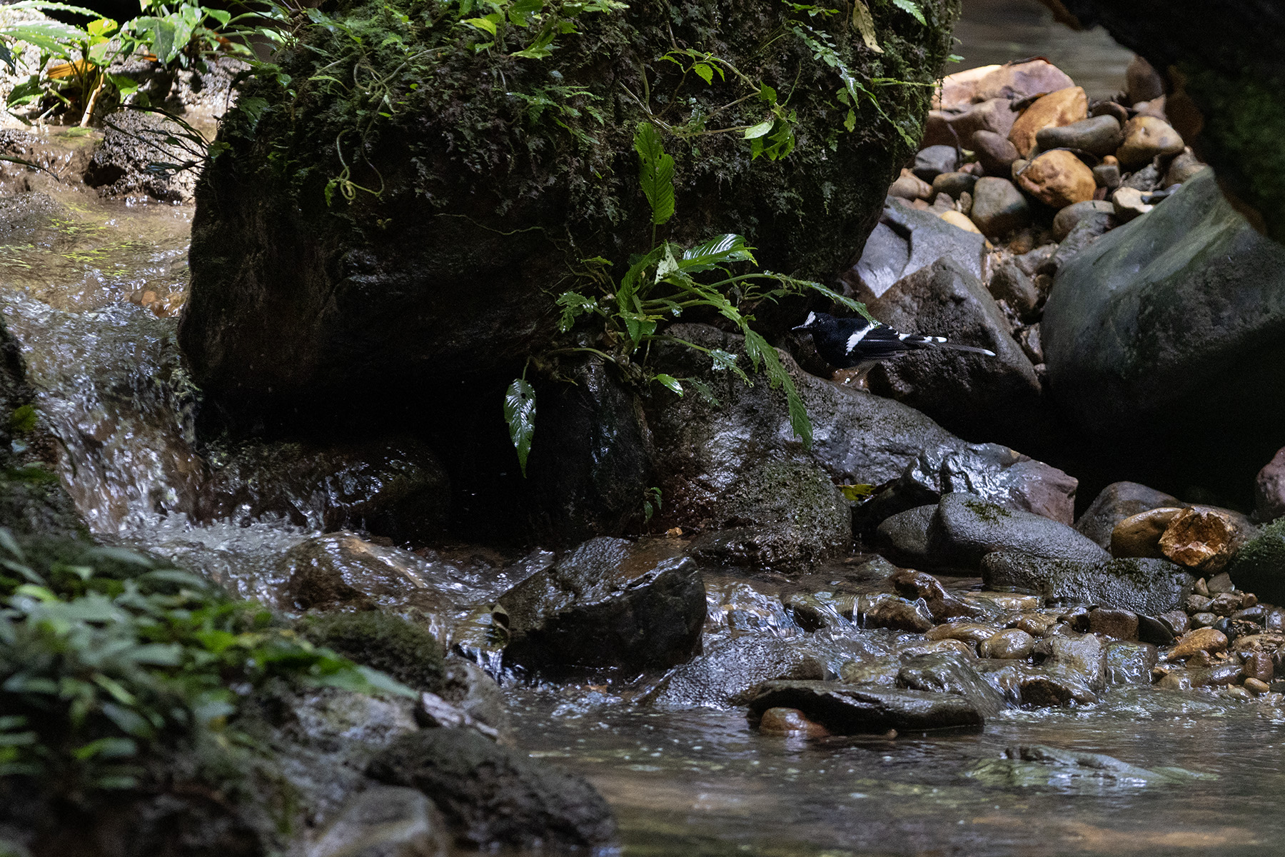 Bornean Forktail (image by Dáni Balla)