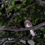 Bornean Frogmouth (image by Dáni Balla)