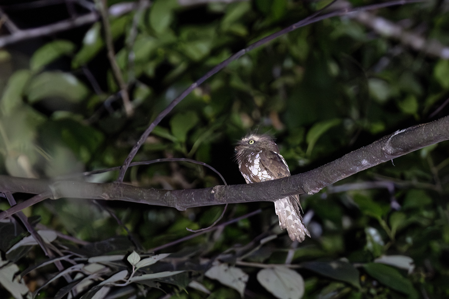 Bornean Frogmouth (image by Dáni Balla)