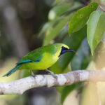 Bornean Leafbird (image by Dáni Balla)