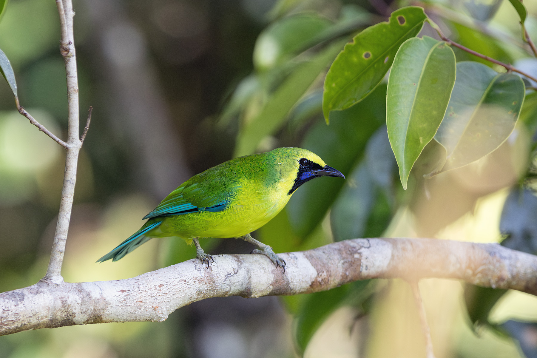 Bornean Leafbird (image by Dáni Balla)