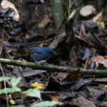 Bornean Shortwing (image by Dáni Balla)