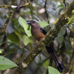 Bornean Treepie (image by Dáni Balla)