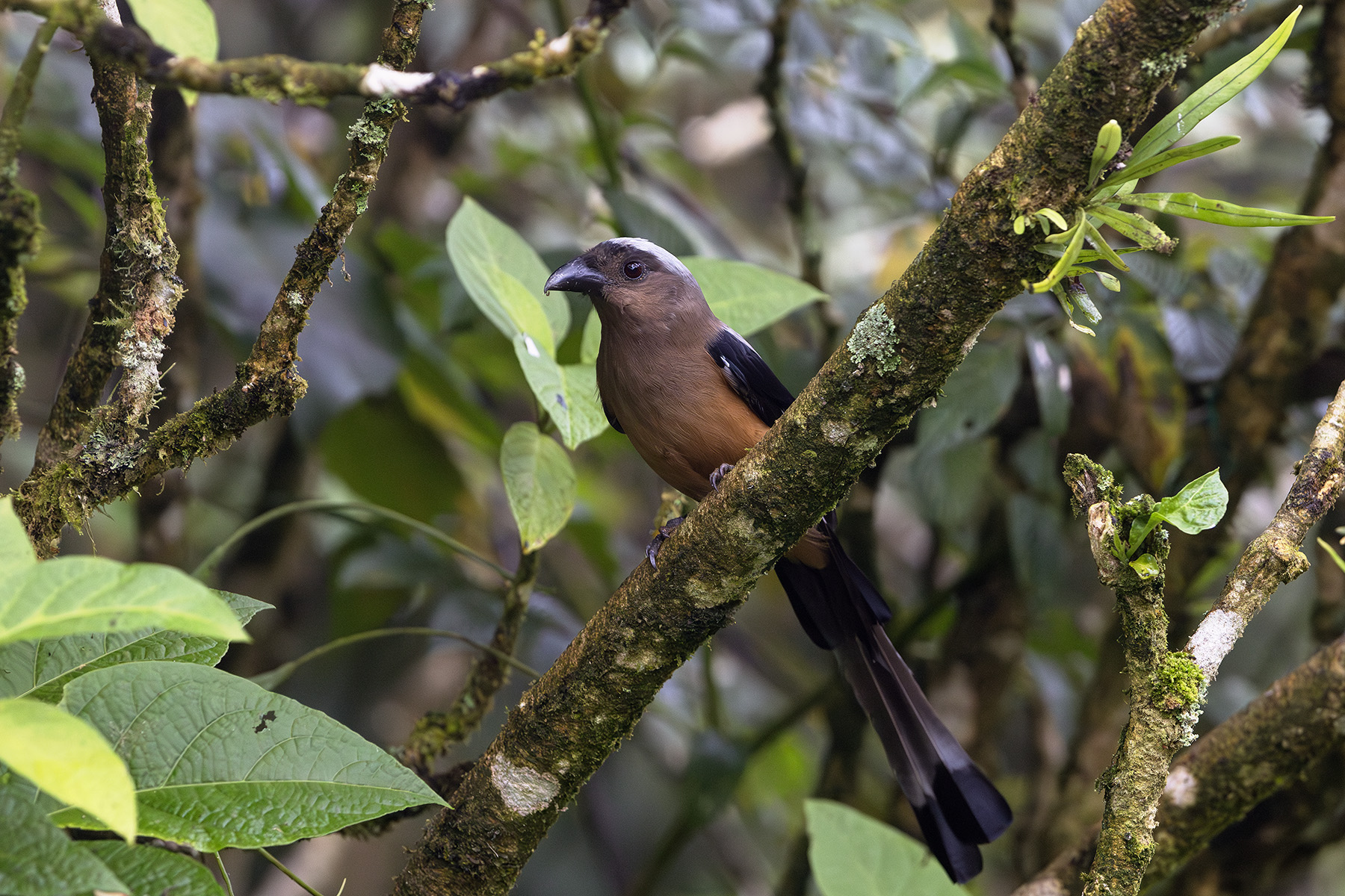 Bornean Treepie (image by Dáni Balla)