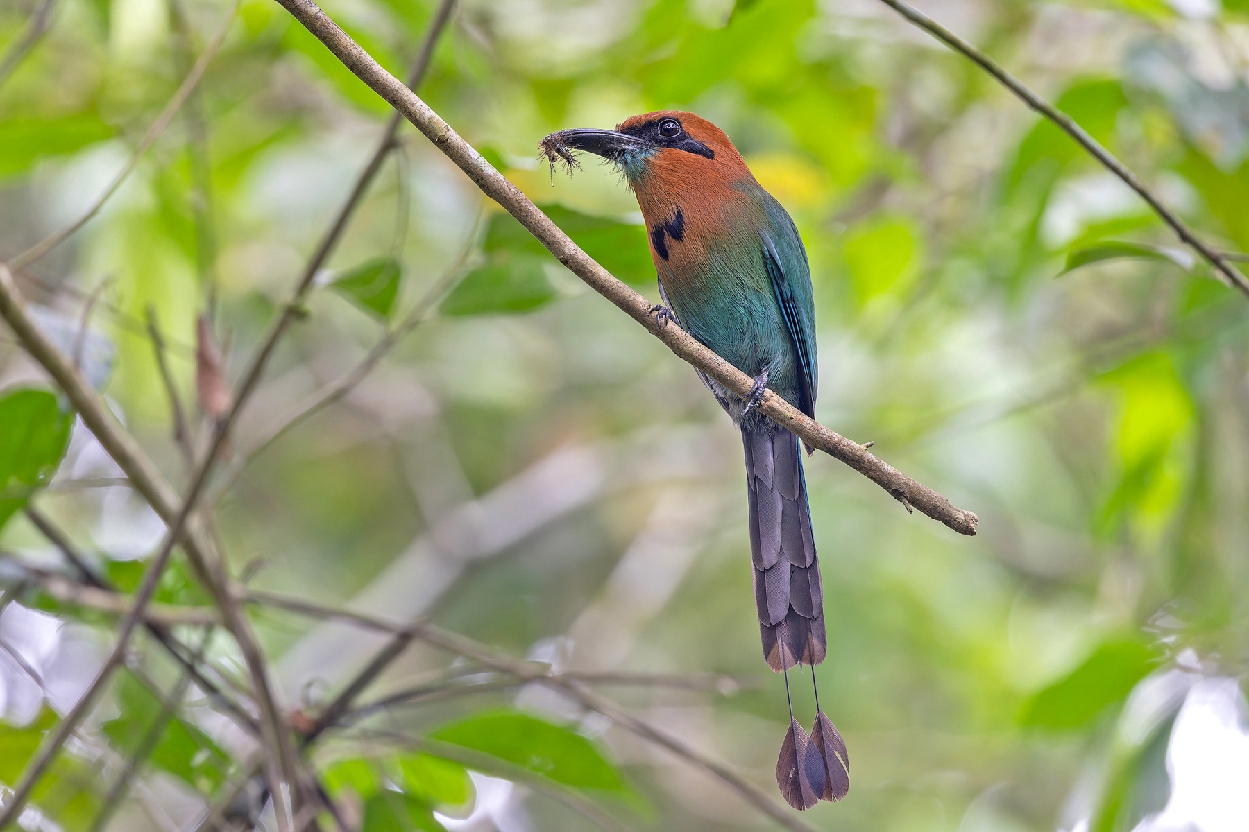 Broad-billed Motmot (image by Pete Morris)