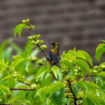 Bronzy Sunbird (image by John McLoughlin)