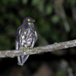 Brown Boobook (image by Dáni Balla)