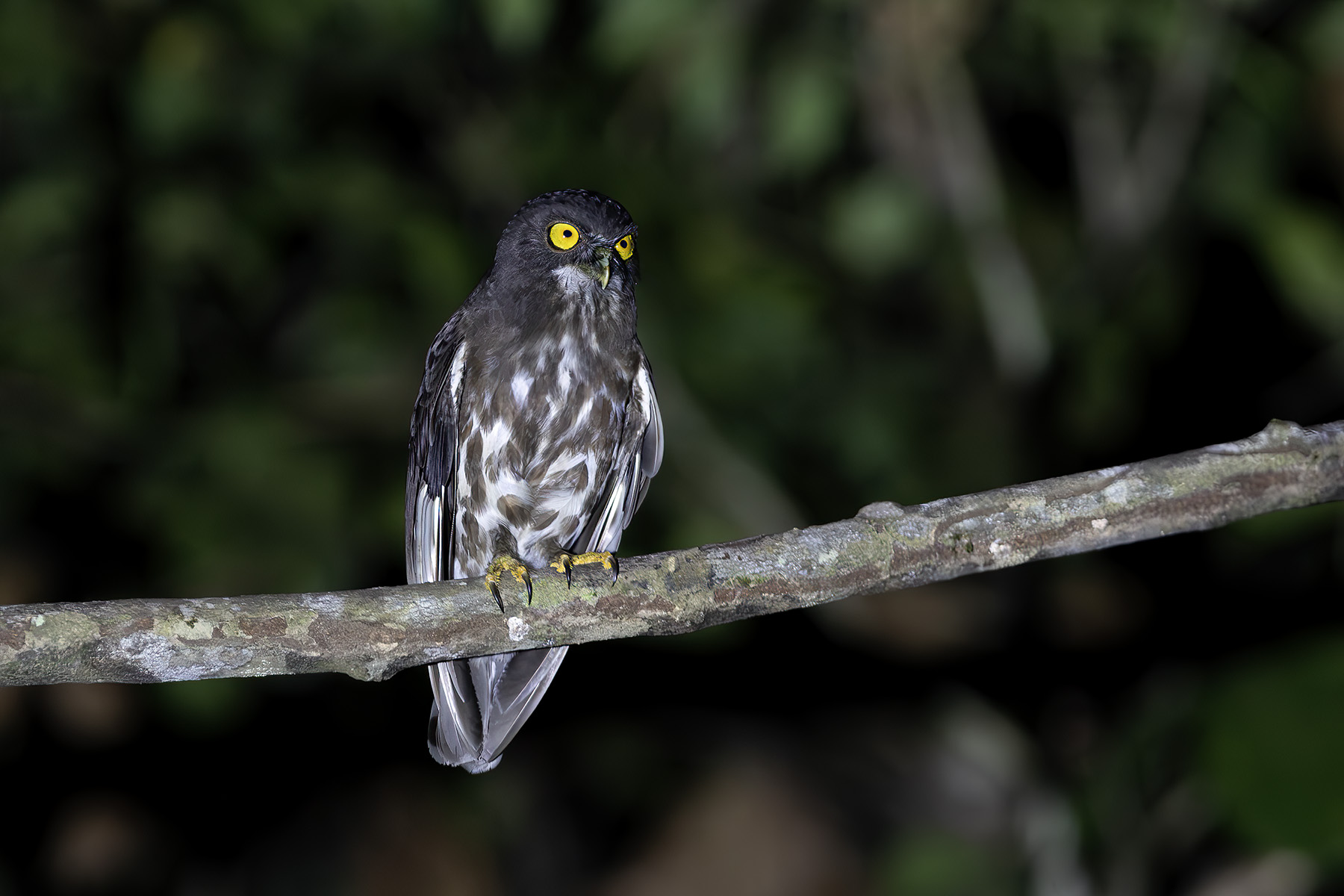 Brown Boobook (image by Dáni Balla)