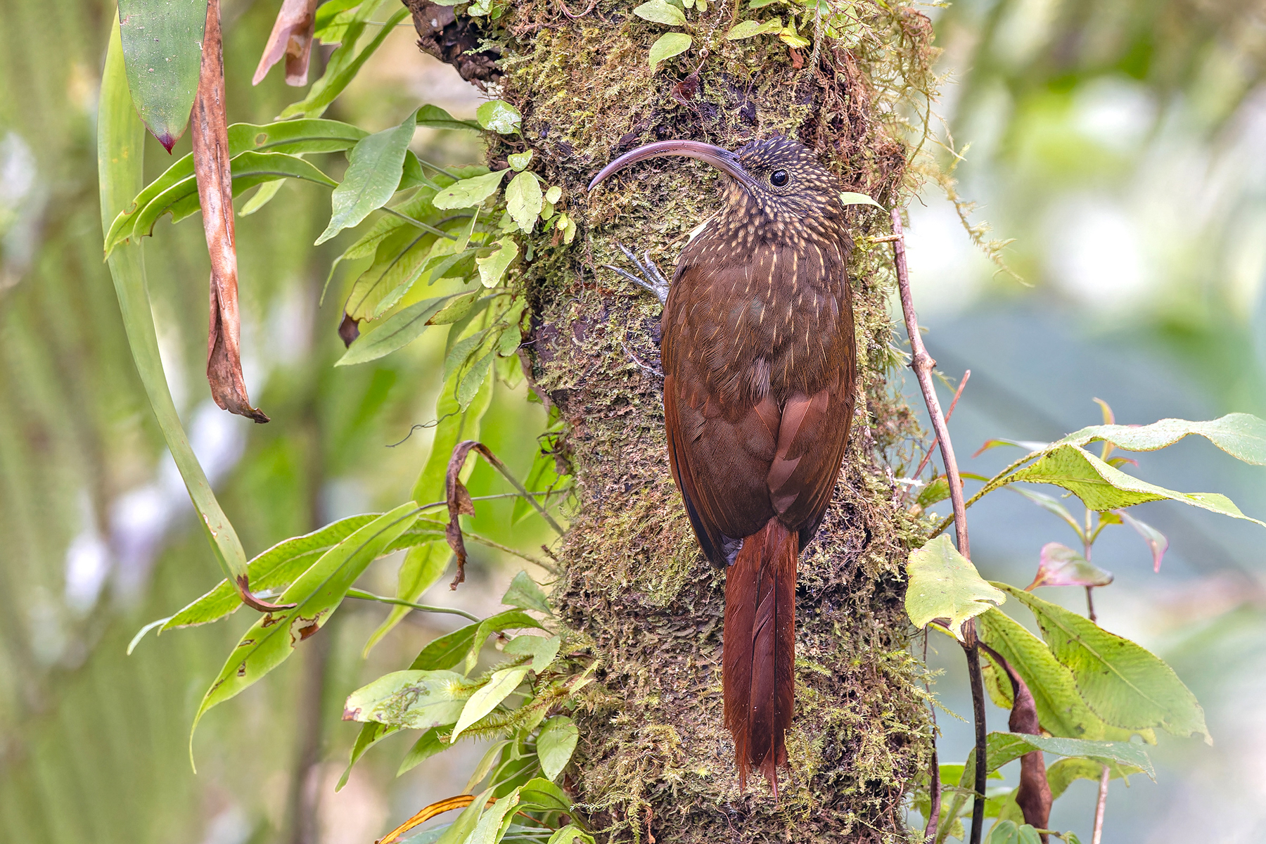 Brown-billed Scythebill (image by Pete Morris)