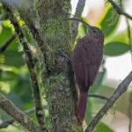 Brown-billed Scythebill (image by Pete Morris)
