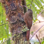 Brown-billed Scythebill (image by Pete Morris)