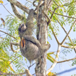 Brown-throated Three-toed Sloth (image by Pete Morris)