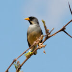 Buff-bridled Inca Finch (image by Leo Garrigues)
