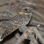Buff-collared Nightjar (image by Pete Morris)