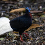 Bulwer's Pheasant (image by Dáni Balla)