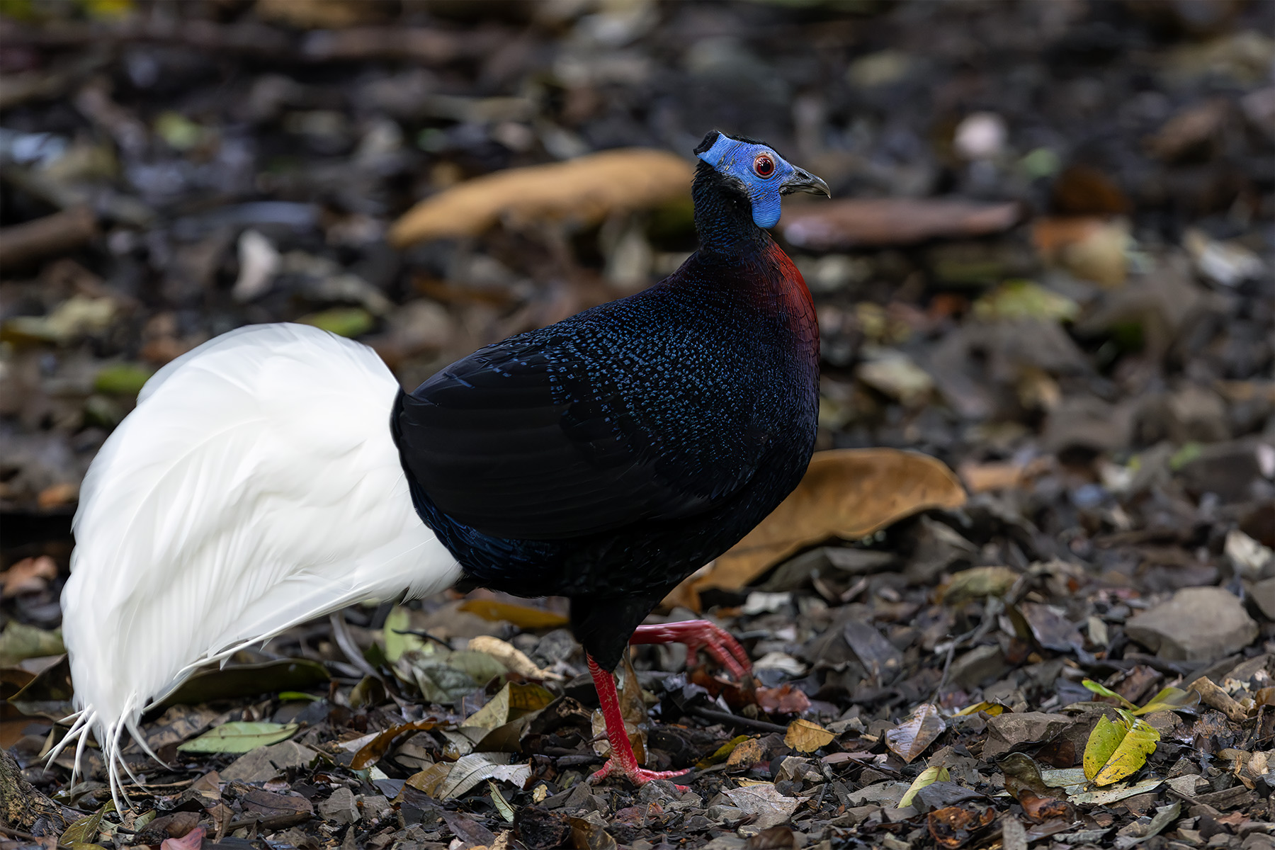 Bulwer's Pheasant (image by Dáni Balla)