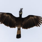 Bushy-crested Hornbill (image by Dáni Balla)