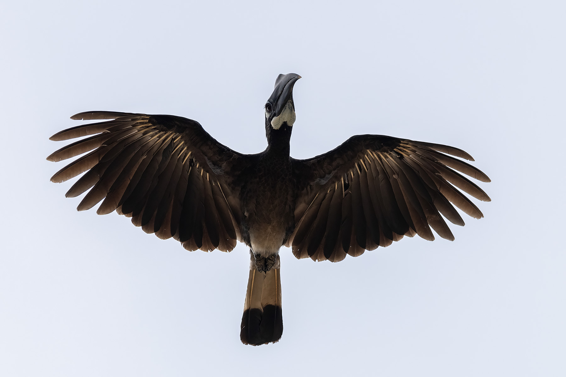 Bushy-crested Hornbill (image by Dáni Balla)