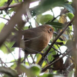 Cajamarca Antpitta (image by Leo Garrigues)