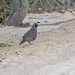 California Quail (image by Pete Morris)