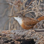 Canyon Wren (image by Pete Morris)