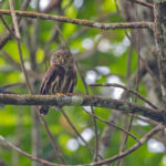 Central American Pygmy Owl ((image by Pete Morris)