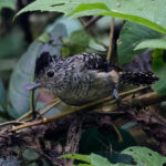 Chapman's Antshrike (image by Leo Garrigues)
