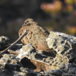 Chestnut-quilled Rock Pigeon (image by David Kowalick)