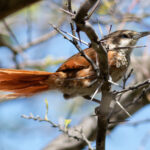 Chestnut-backed Thornbird (image by Leo Garrigues)