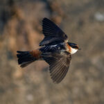 Chestnut-collared Swallow (image by Leo Garrigues)
