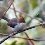 Chestnut-crested Yuhina (image by Dáni Balla)