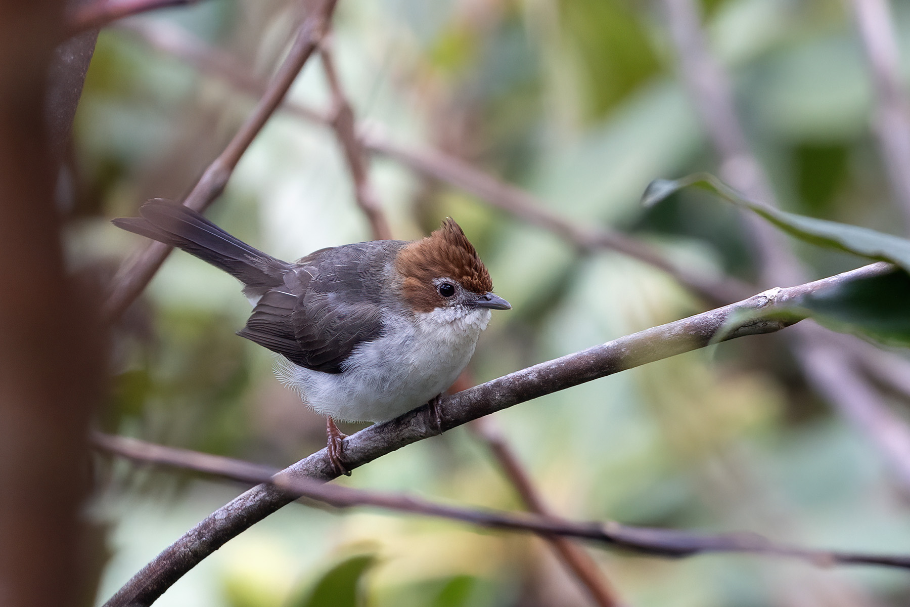 Chestnut-crested Yuhina (image by Dáni Balla)