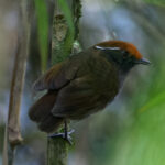 Chestnut-crowned Gnateater (image by Leo Garrigues)