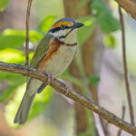 Chestnut-sided Shrike-Vireo (image by Pete Morris)