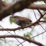 Chinchipe Spinetail (image by Leo Garrigues)