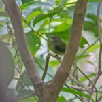 Choco Manakin (image by Pete Morris)