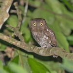 Choco Screech Owl (image by Pete Morris)