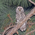 Cinereous Owl (image by Pete Morris)