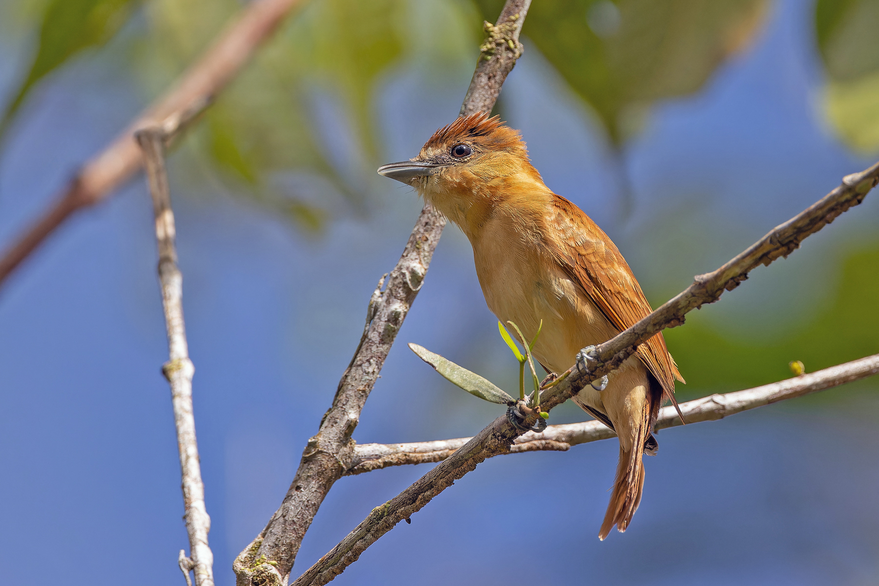 Cinnamon Becard (image by Pete Morris)
