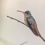 Cinnamon Hummingbird (image by Pete Morris)