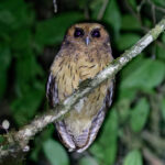 Cinnamon Screech Owl (image by Leo Garrigues)