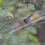 Cinnamon-bellied Flowerpiercer (image by Pete Morris)