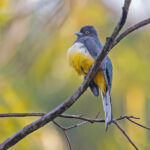 Citreoline Trogon (image by Pete Morris)