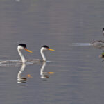 Clark's Grebes (image by Pete Morris)