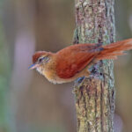 Coiba Spinetail (image by Pete Morris)