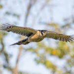 Collared Forest Falcon (image by Pete Morris)