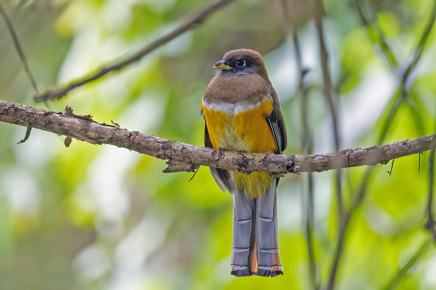 Collared Trogon (image by Pete Morris)